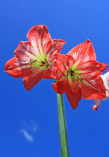 Red lilly — Stock Photo, Image