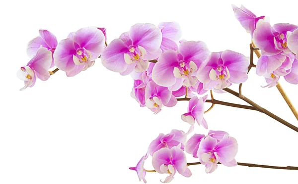 Орхідея фіолетовий — стокове фото