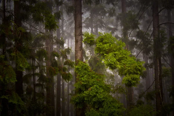 Pinos — Foto de Stock