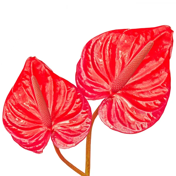 Två röda blad — Stockfoto