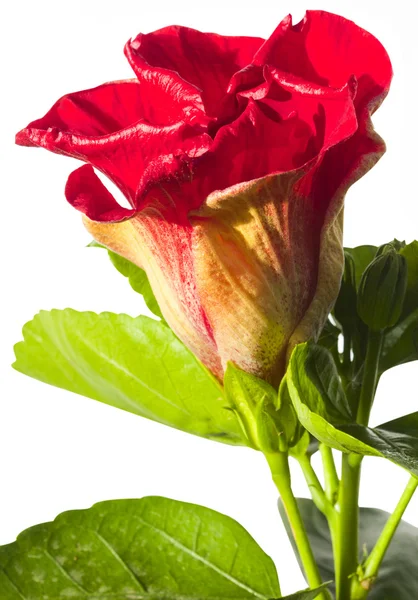 Single hibicus flower spanish lady — Stock Photo, Image