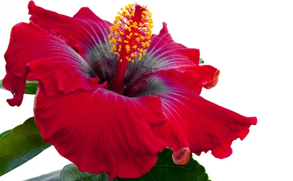 Spanish lady hibicus flower — Stock Photo, Image