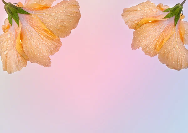 Orange hibiscus — Stockfoto