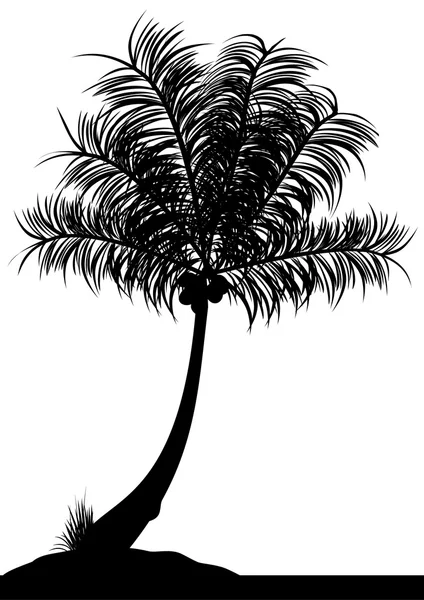 Кокосовое дерево — стоковый вектор