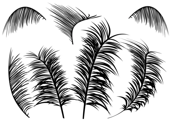 Foglie di palma — Vettoriale Stock