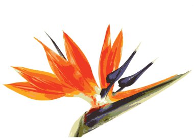 bird of paradise flower clipart