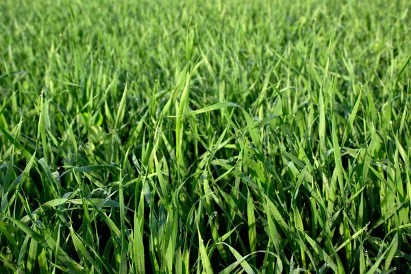 stock image The fresh grass