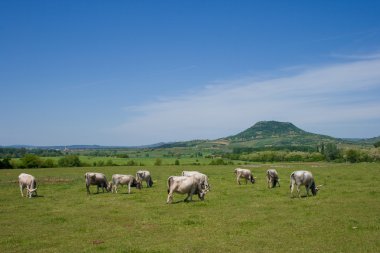 Rural scenery with oxens clipart