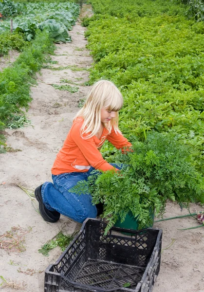 stock image Working n the garden.