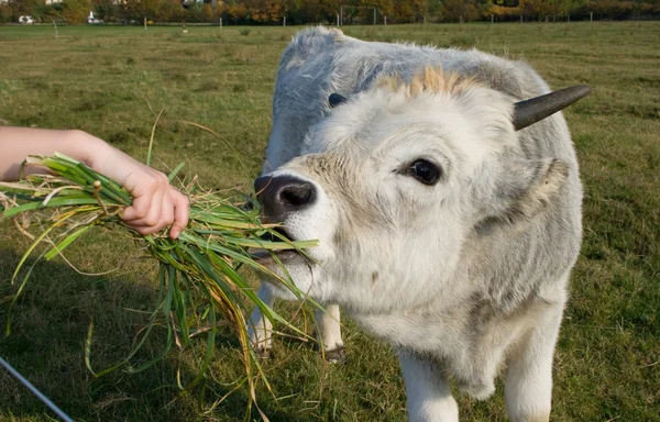 Kalv utfodring — Stockfoto