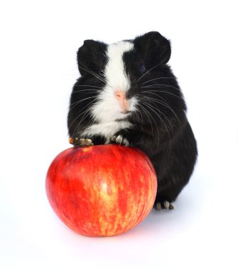 cavia portret met apple.