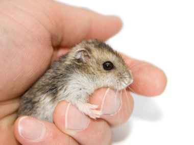 Palm'da hamster