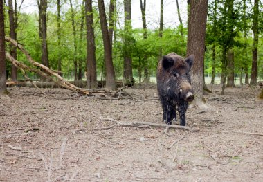 Yalnız yaban domuzu