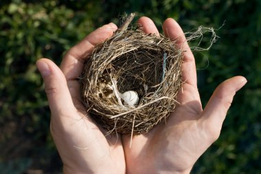 Small bird nest clipart