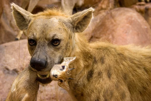 Hyena's en haar steengroeve — Stockfoto