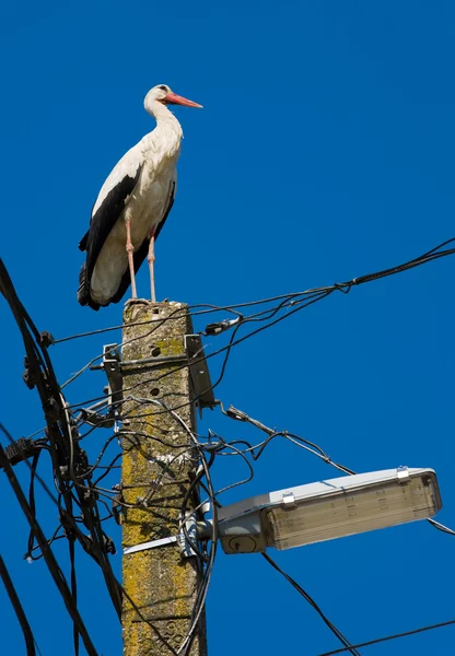 stock image Stork on top of a street lamp