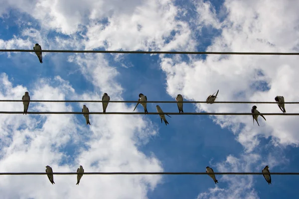 stock image Swallow score