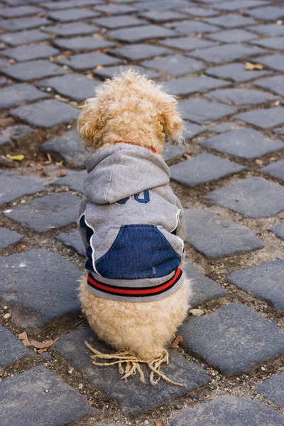 Gut gekleideter Hund — Stockfoto