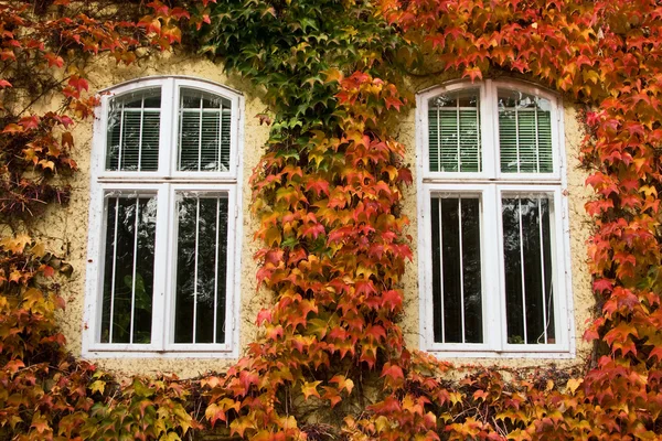 Autumnal foliage — Stock Photo, Image