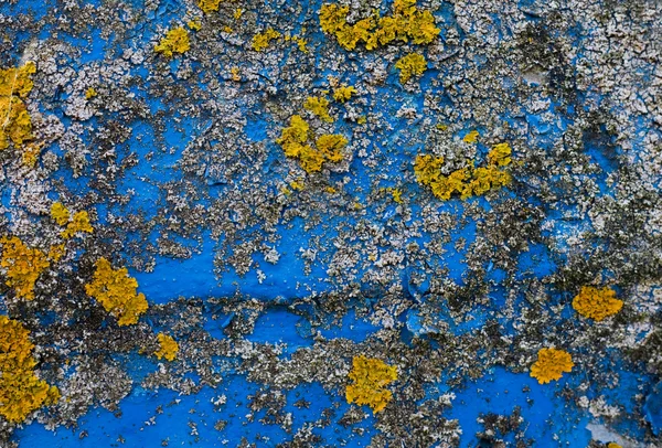 Azul - contraste amarillo — Foto de Stock