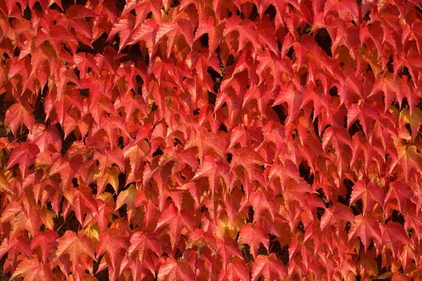 stock image Autumnal background