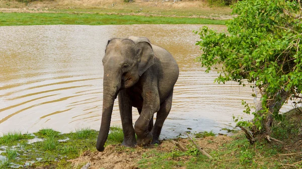Азиатский слон выходит из водоёма — стоковое фото