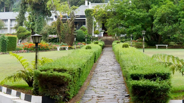 stock image Path between trimmed boxwood hedges