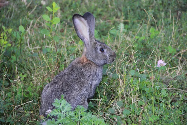 Rabbit in a grass — Stock Photo, Image