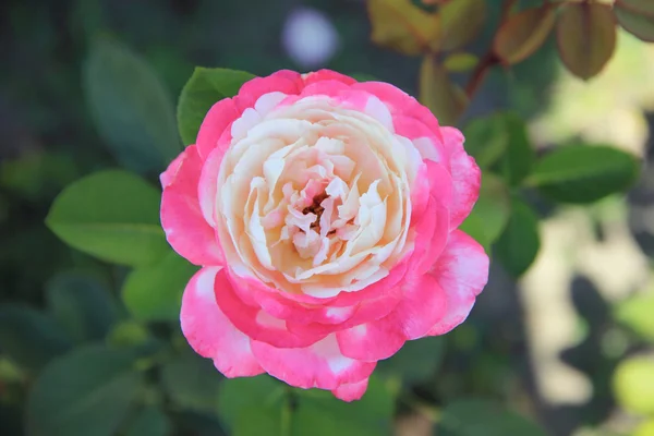 Rosa-branca rosa — Fotografia de Stock
