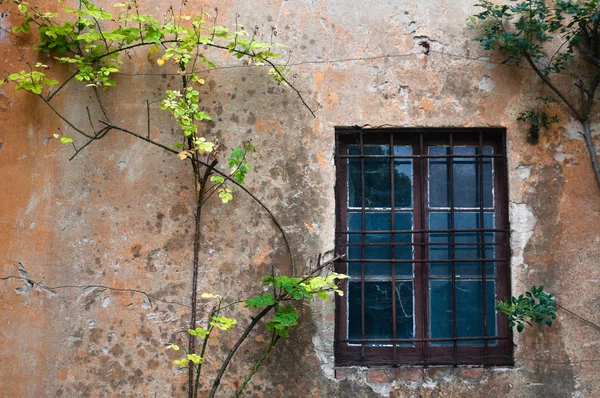 stock image Window and ivy on the old wall