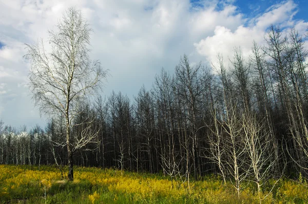 stock image Grove of trees after a fire burnt