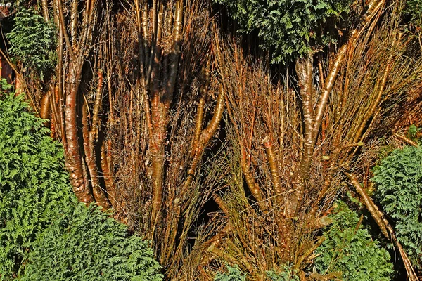 Фон для текстуры растений — стоковое фото