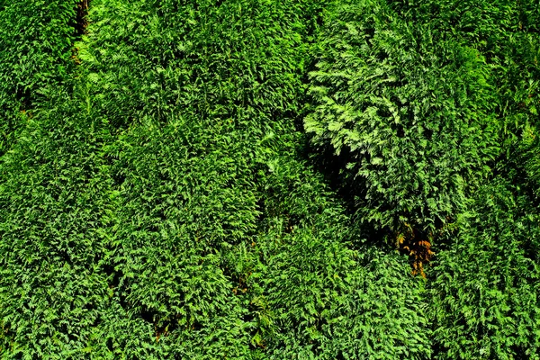 stock image Green vibrant foliage background