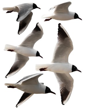 Isolated seagulls clipart