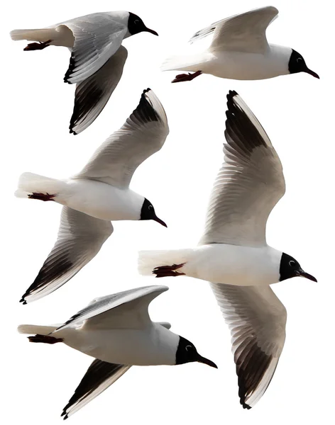 Isolated seagulls — Stock Photo, Image