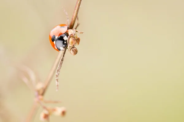 Uğur böceği bir bitki sapı üzerinde — Stok fotoğraf