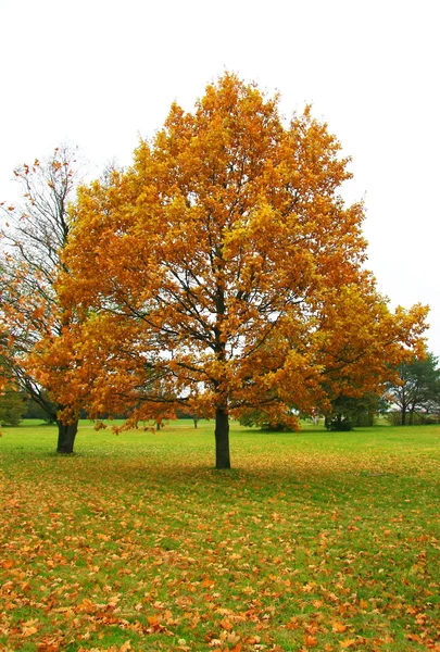 Sarı meşe ağacı — Stok fotoğraf