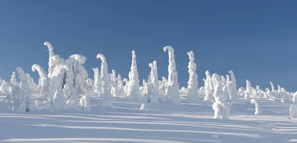 雪に覆われた木々 と雪に覆われた冬の風景 — ストック写真