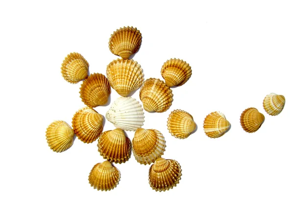 Flor de conchas marinas — Foto de Stock