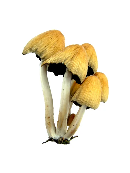 Cogumelos isolados — Fotografia de Stock