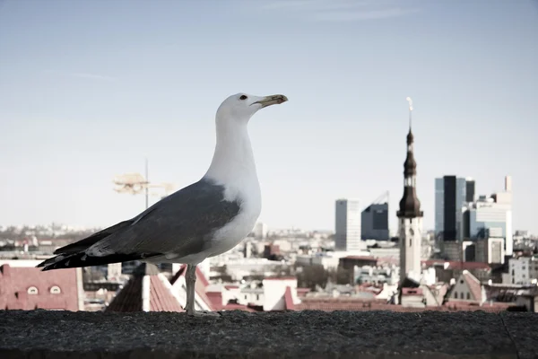 Sea gull przed panorama miasta tallinn — Zdjęcie stockowe