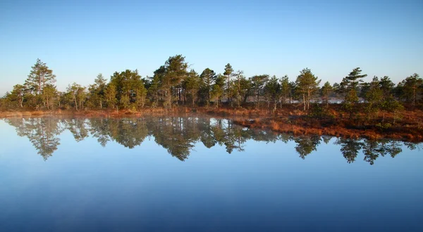 Marsh Estonya — Stok fotoğraf