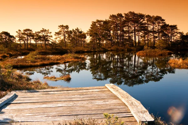 Paisagem de pântano puro na Estónia — Fotografia de Stock