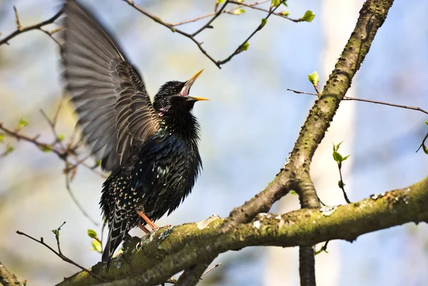 stock image Bird singing on a tree