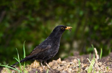 Starling veya siyah kuş