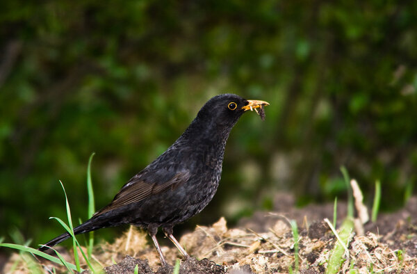 Starling or blackbird
