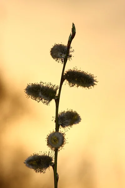 Rostlina na sunset — Stock fotografie