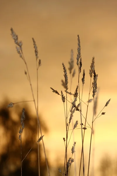 Pflanze am Sonnenuntergang — Stockfoto