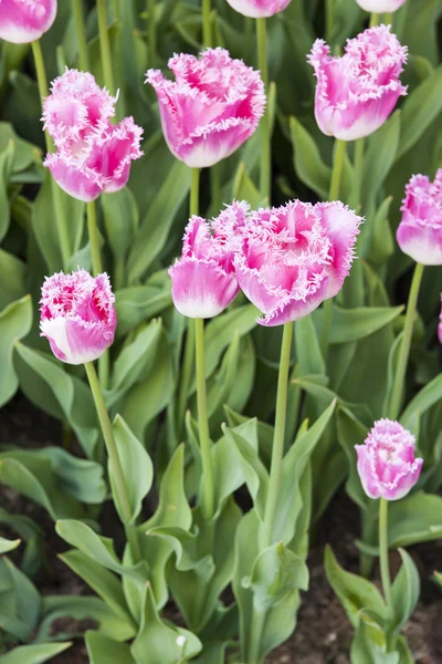 Rosy tulips — Stock Photo, Image