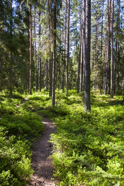 Passerella nella foresta — Foto Stock